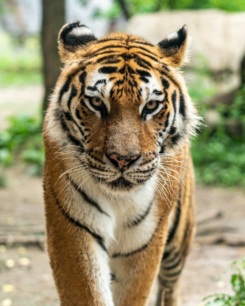 Clouded Leopard resting in the canopy of Arunachal Pradesh