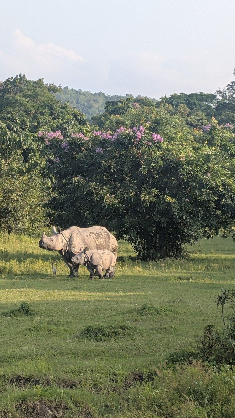 Kaziranga Rhino mother and calf in conservation grassland