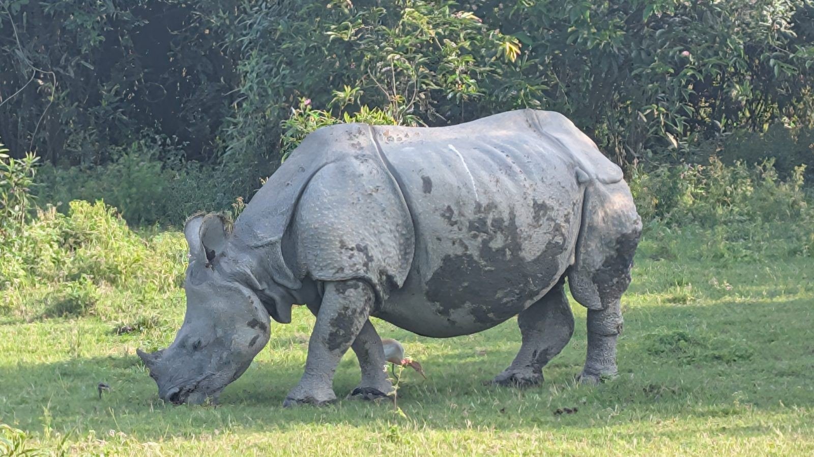 Rhinoceros unicornis close up grazing in Kaziranga floodplains