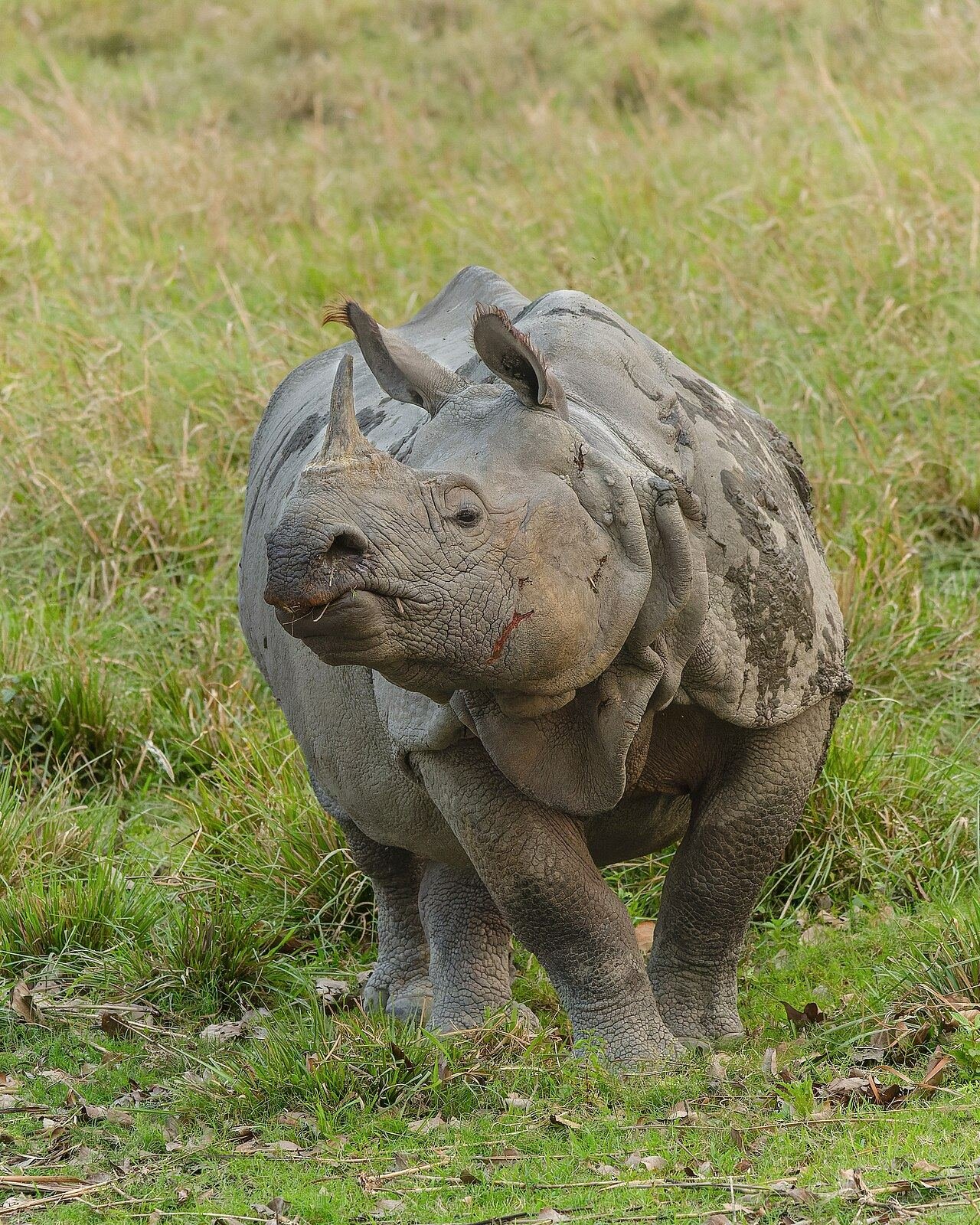 Kaziranga National Park Rhino Safari