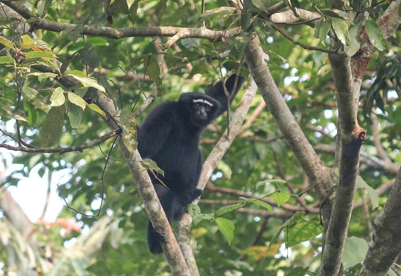 Western Hoolock Gibbon swinging through high canopy
